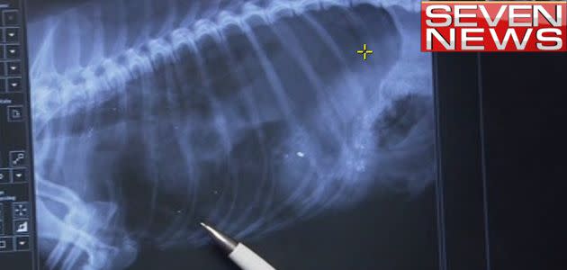 X-Ray shows fragmented pellet inside Levi's stomach. Photo: 7News