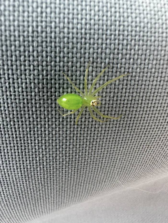 A green spider