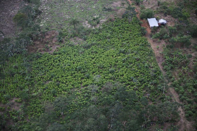 Foto de archivo. Una imagen área muestra un cultivo de hoja de coca en zona rural de Tumaco, en el departamento de Nariño