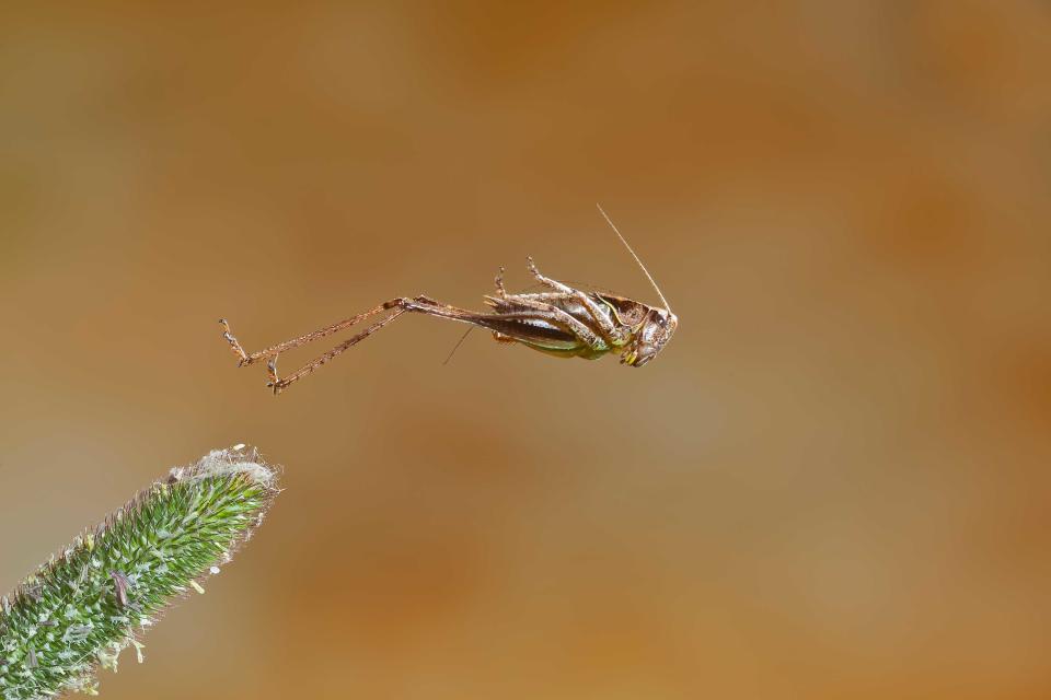 Hidden Britain Category Winner: 'Leap For Freedom', by Dale Sutton, taken in Battle, East Sussex