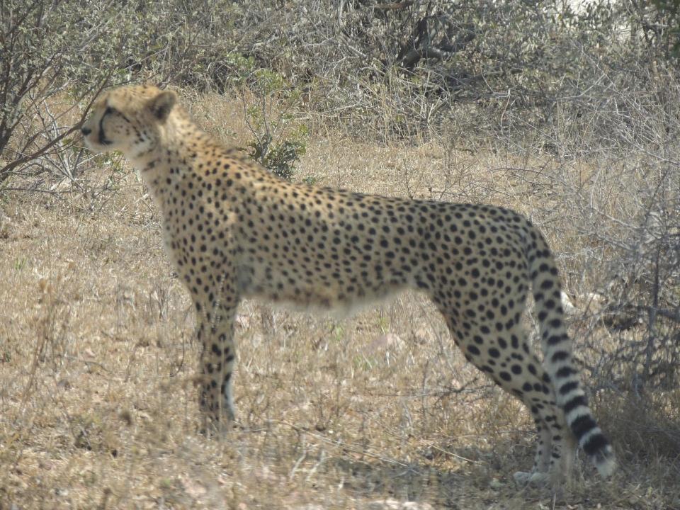 In this Aug. 22, 2012 photo, a cheetah is photographed in the Tamboti Game Resrve, near Lephalale, South Africa. Amid population declines for many wildlife species in Africa, conservationists are sounding alarm bells for the cheetah, the fastest animal on land, where there are an estimated 7,100 cheetahs remaining across Africa and in a small area in Iran. (AP Photo/Kevin Anderson)