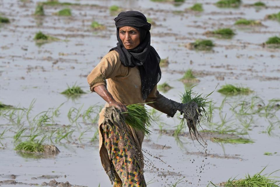 A villager woman plants rice in a paddy field on the outskirts of Lahore, Pakistan, Thursday, June 8, 2023. Experts are warning that rice production across South and Southeast Asia is likely to suffer with the world heading into an El Nino. (AP Photo/K.M. Chaudary)