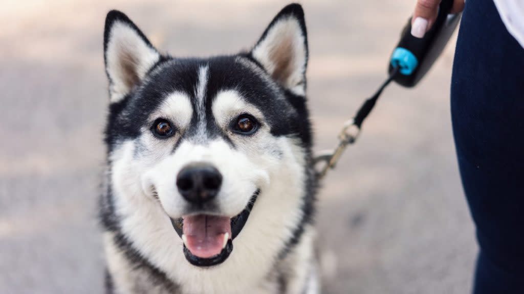 Close-up portrait of young male Siberian Husky standing on the street. Connecticut State dog bill.