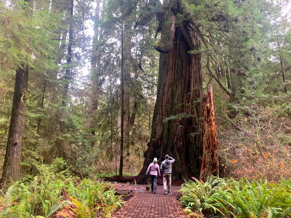 An elevated boardwalk style trail on Mill Creek Trail allows visitors to explore the Grove of the Titans — a grove of some of the largest redwoods trees on earth — without trampling the trees' root systems.