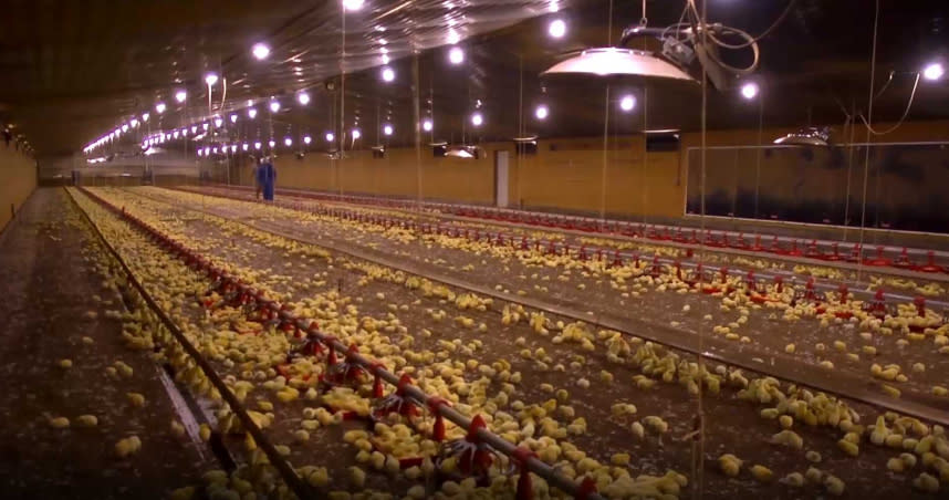 因疫情需求不振，美國桑德森農場不得已只好將雞蛋銷毀、小雞安樂死。（圖為農場正常營運時的情形／翻自Sanderson Farms）