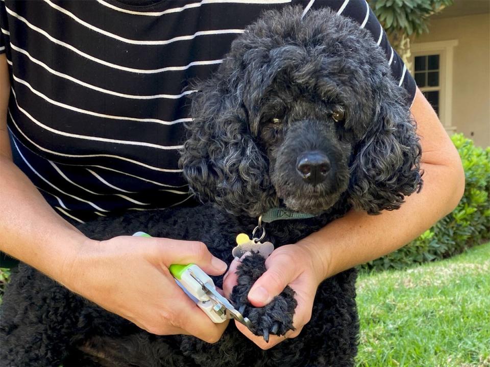 A person holding a black dog while clipping their nails, best dog nail clippers from 2022.