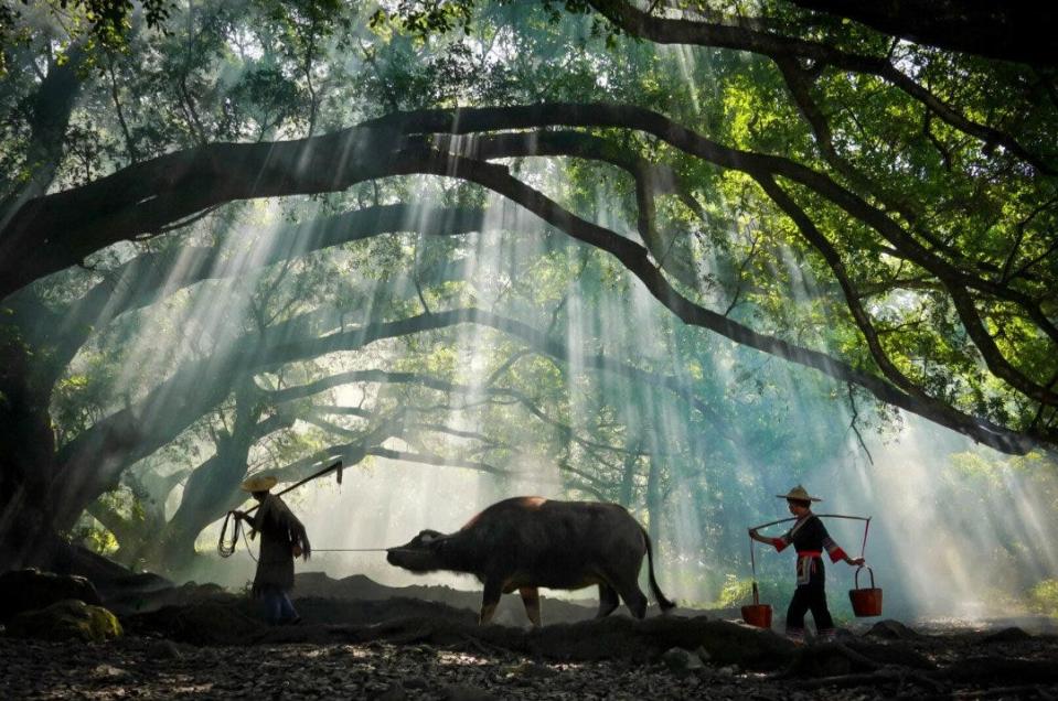 Buffalos and farmers walk under a tree in Xiapu, Fujian.