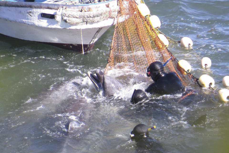 In this Satuday, Jan. 18, 2014 photo provided by Sea Shepherd Conservation Society Tuesday, Jan. 21, 2014, divers try to catch a bottlenose dolphin during the selection process in Taiji, western Japan. Japanese fishermen have finished killing some of the 250 dolphins trapped recently in what activists say was the biggest roundup they have witnessed in the last four years. Sea Shepherd, best known for its anti-whaling activities, said the fishermen first selected 52 dolphins to keep alive for sale to aquariums and other customers. They included a rare albino calf and its mother. (AP Photo/Sea Shepherd Conservation Society)