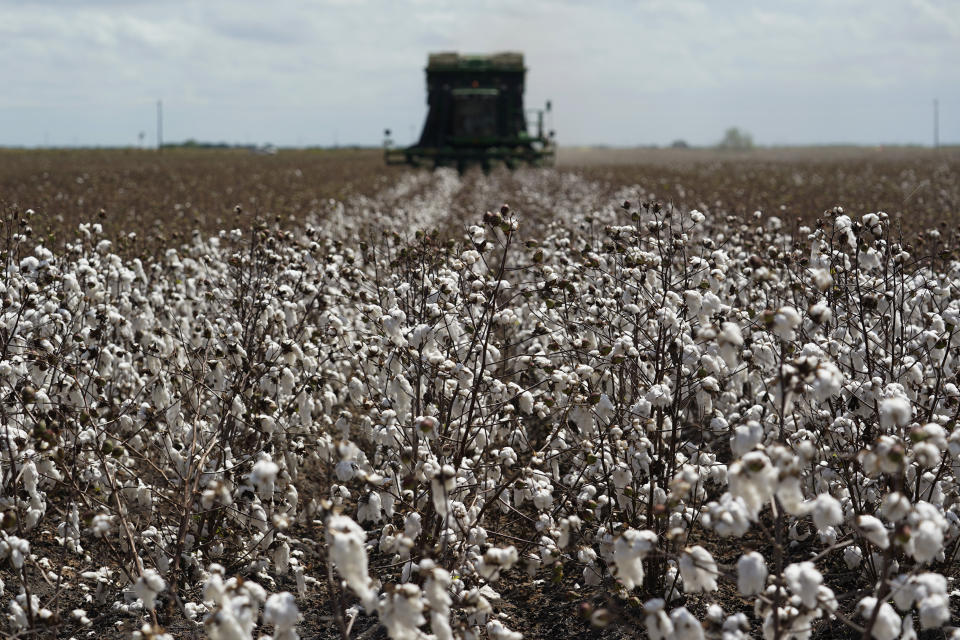 Cotton is harvested on the farm of Billie D Simpson, Wednesday, Sept. 15, 2021, in San Benito, Texas. Across the Rio Grande Valley, a multimillion-dollar crop industry and fast-growing cities get water from an irrigation system designed nearly a century ago for agriculture. (AP Photo/Eric Gay)