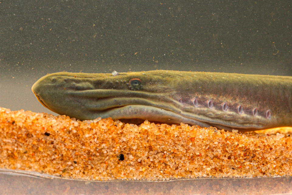 From the side an Australian brook lamprey in close up in a tank.