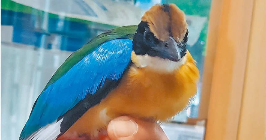 在彰化縣和美鎮和仁國小累倒的「藍翅八色鶇」健康狀況良好，只是能量消耗太多、體力不支。（圖／中國時報周麗蘭攝）
