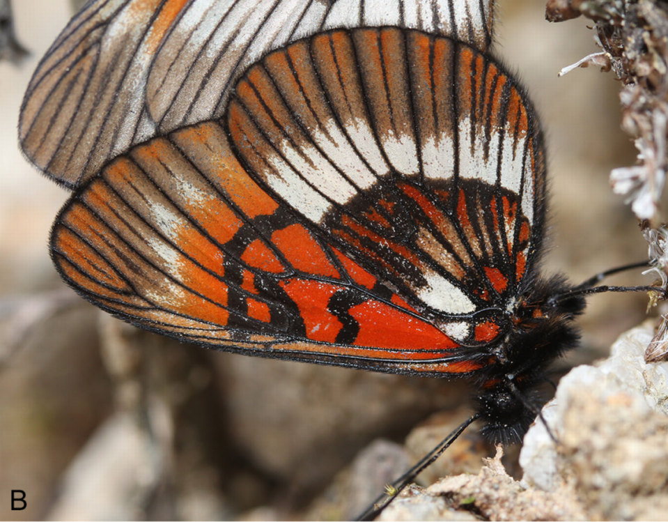 A pair of Actinote pyrrhosticta, or flame-colored spotted butterflies, mating with the male in the foreground.