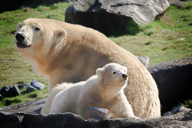 Baby Polar Bear (and mom)