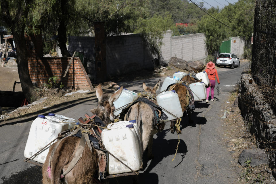 Burros trasladan recipientes llenos de agua de un pozo público en el vecindario de Xochimilco, en la Ciudad de México, el 23 de febrero de 2024. (AP Foto/Eduardo Verdugo)