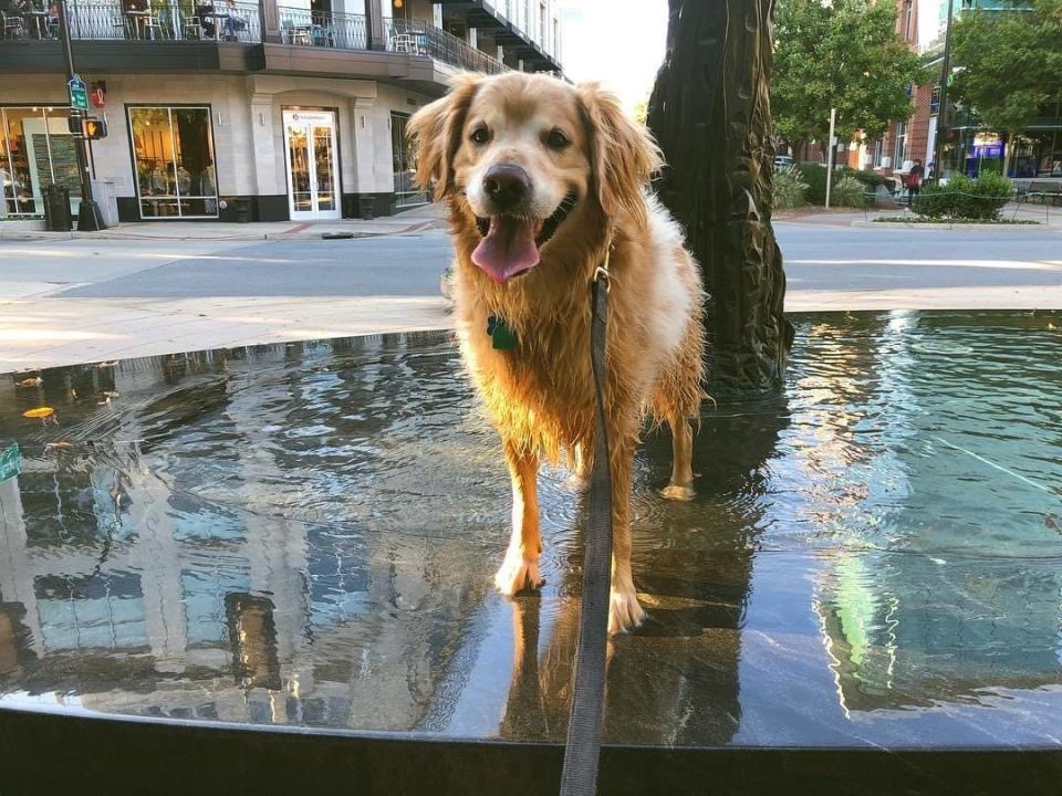 Charlie plays in his favorite fountain in downtown Greenville, S.C.