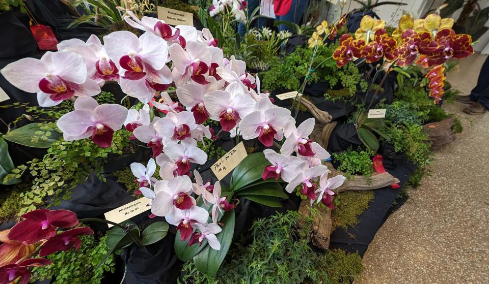 One of many blooming plants at the 40th Annual Orchid Show and Sale at Hershey Gardens this weekend.