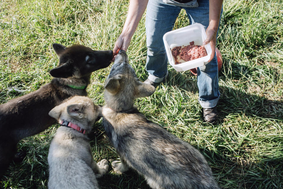 Momento de la alimentación de los cachorros en Wolf Park, una instalación educativa y de investigación sin fines de lucro en Battle Ground, Indiana, el 1.° de julio de 2017. (Andrew Spear/The New York Times)
