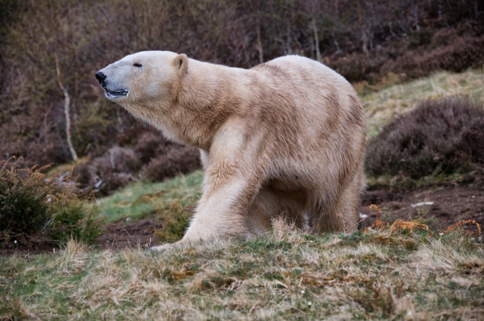 <em>The UK’s first polar bear has been born in the UK for 25 years (SWNS)high-pitched squeaking sounds from mum Victoria’s maternity den.</em>