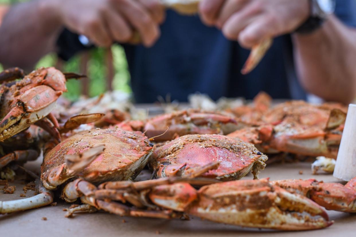 Outdoor shot of peeling fresh Crabs from Maryland, USA