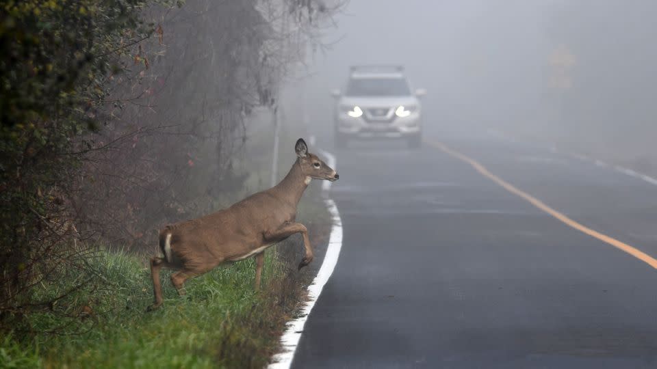 Trouble ahead! A white tail doe is about to cross a road on a foggy morning. When you're in conditions where your sight is compromised, use extra caution. - Carol Hamilton/iStockphoto/Getty Images