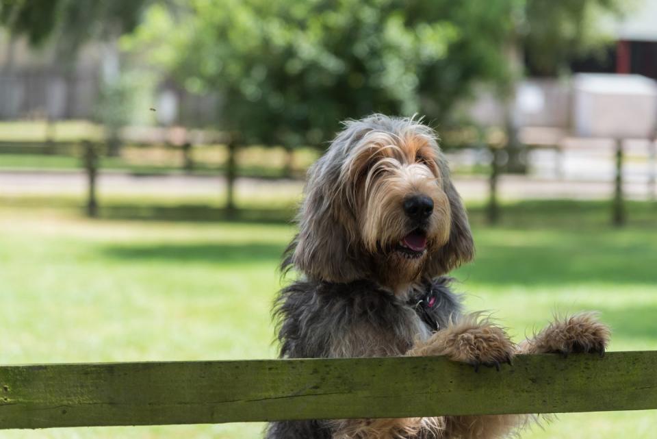 dogs that can be left alone otterhound