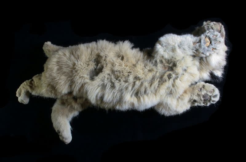 A cave lion cub, which was found preserved in Siberia's permafrost, is seen in Yakutsk