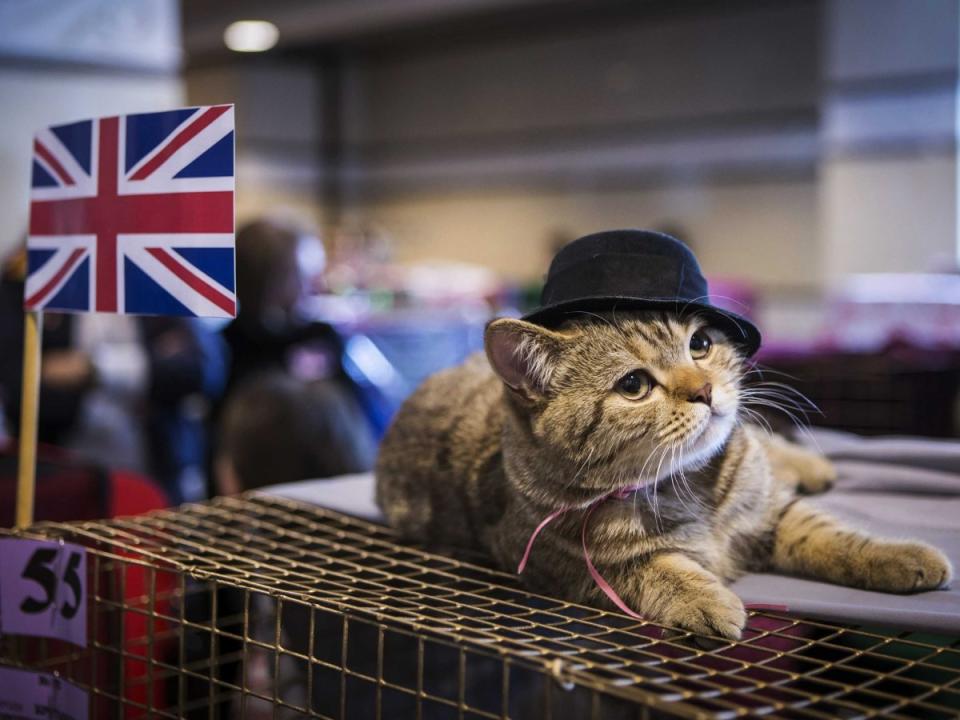 union jack cat flag british britain english england united kingdom