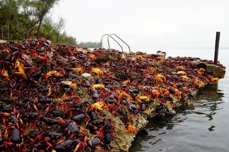 Crabs coming from the surrounding forests gather near the sea to spawn in Playa Giron, Cuba, April 21, 2017. Picture taken on April 21, 2017. REUTERS/Alexandre Meneghini