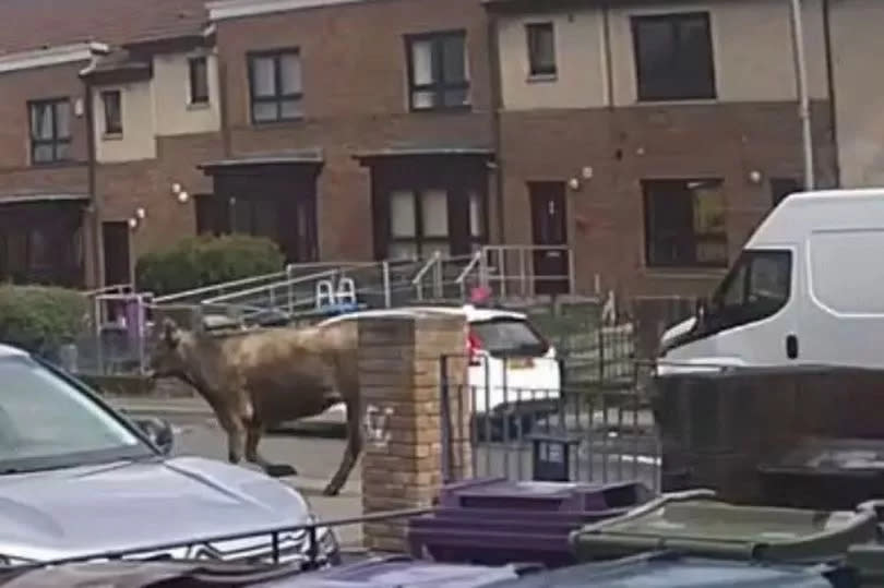 The cow chased a girl who jumped inside her mum's car.