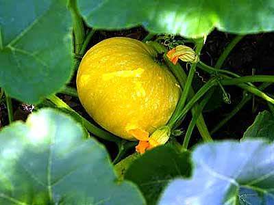 Pumpkin vines can create lush borders, or spill over ledges and planters.