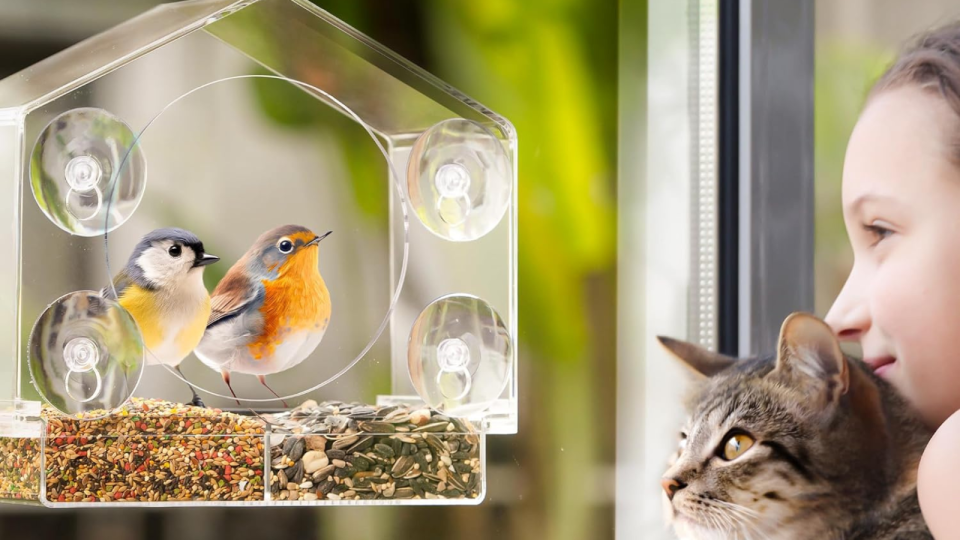 a child and cat watching two birds in a transparent window bird feeder