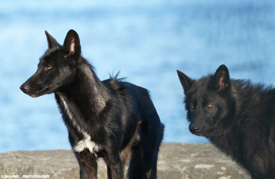 Initially thought to be coyotes, apparent wolf dogs Bella and Libby created a stir when they were spotted roaming around Warwick over several days in April. Photographer Scott Manne caught this photo at about 6:45 a.m. on April 19 off Seaview Drive in Oakland Beach.