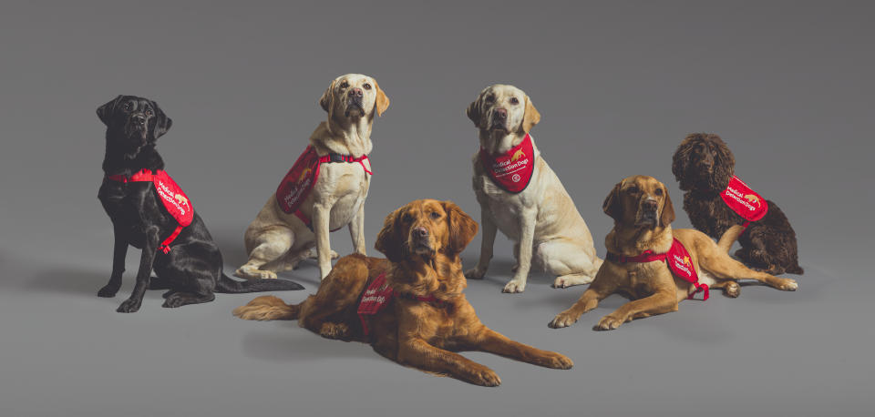 Six dogs tool part in the double blind trial to sniff out Covid-19