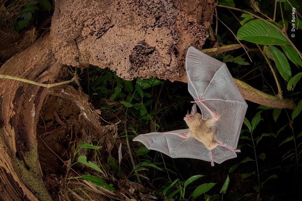 A view from below as a bat returns to its home in a termites nest.