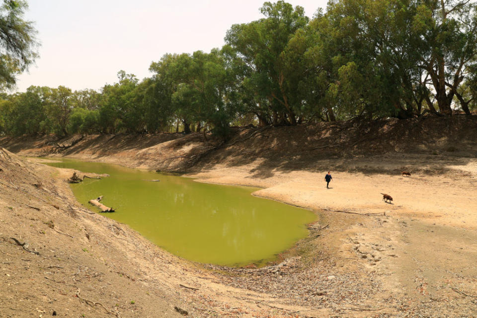 WILCANNIA, AUSTRALIA - MARCH 06: Barkandji person Christine Awege walks along the Darling-Barka river bed next to her property  on March 06, 2019 in Wilcannia, Australia. The Barkandji people - meaning the river people - live in Wilcannia, a small town in the Central Darling Shire in north western New South Wales. The Barkandji are part of the group who signed an open letter to the NSW Water Minister Niall Blair highlighting the social and environmental impacts throughout the Murray-Darling Basin due to floodplain harvesting. The letter, signed by Indigenous groups, graziers, environmental groups and the former commonwealth environmental water holder urged the minister to stop Murray-Darling irrigators from âharvestingâ overland flows after rain events. The practice of floodplain harvesting is unregulated and unmonitored in NSW, but is now diverting huge volumes of water in the northern basin of the Murray-Darling system into irrigation storages. While the exact impact of floodplain harvesting is unknown, it is thought to be a major contributor to a huge drop in flows in the Darling river or "Barka" as it is known to Barkandji people, which has been highlighted following the deaths of hundreds of thousands of fish at Menindee in three separate events earlier this year. In Wilcannia, the Barkandji elders claim the alleged water mismanagement is killing the river and with it, their people. Without the river the Barkandji say they are nothing. Source: Getty