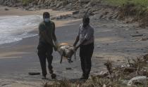 Sri Lankan wild life workers remove decomposed remains of a turtle lies on a beach polluted following the sinking of a container ship that caught fire while transporting chemicals off Kapungoda, outskirts of Colombo, Sri Lanka, Monday, June 21, 2021. X-Press Pearl, a Singapore-flagged ship sank off on Thursday a month after catching fire, raising concerns about a possible environmental disaster. (AP Photo/Eranga Jayawardena)