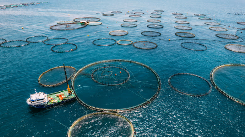 fish farms in the ocean