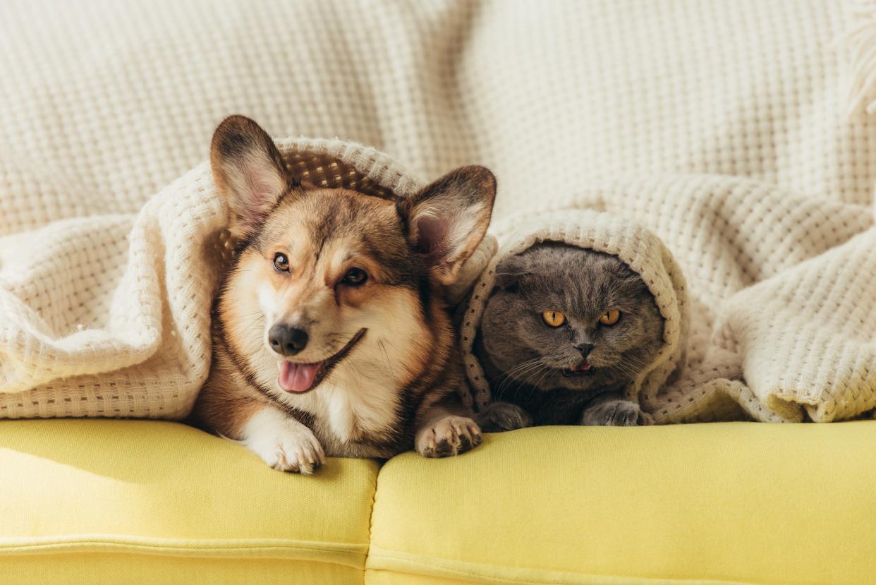 dog and cat under covers