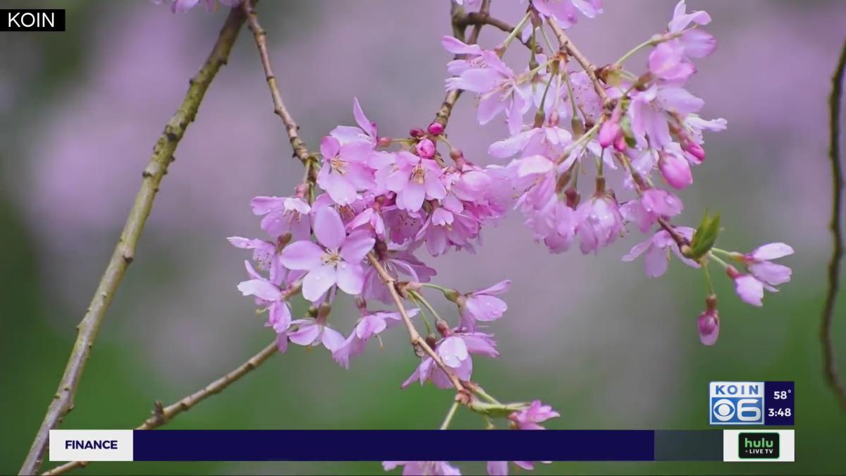 Cherry blossom yoga RS – The Brock News