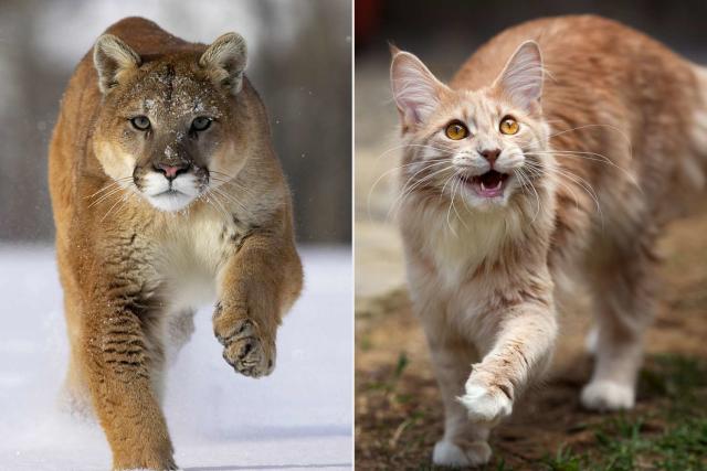 Mountain lions, bobcats share neighborhood, The Daily Courier