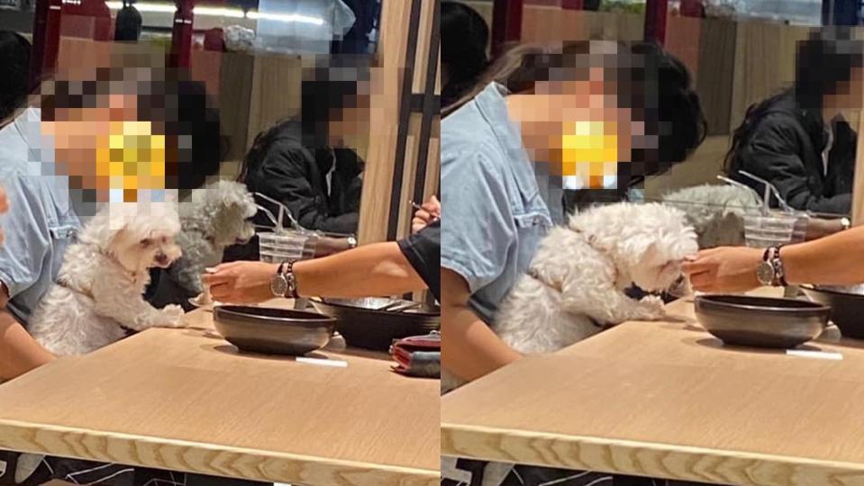 一名網友看見隔壁桌客人拿店家餐具餵狗吃東西。（圖／翻攝自爆怨2公社臉書）