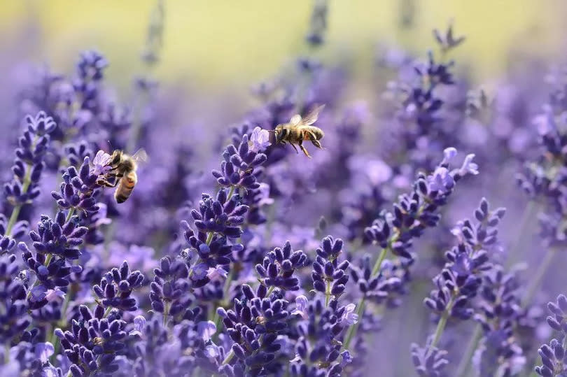 English lavender is much more hardy than European alternatives