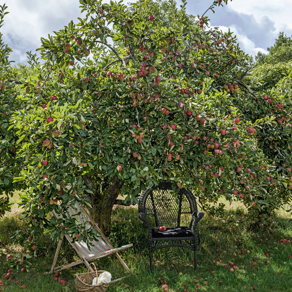 Apple tree in garden