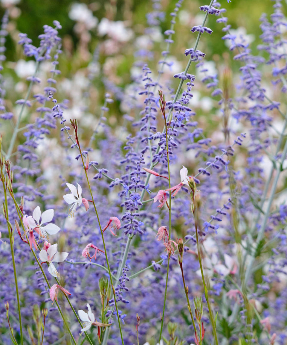 Russian sage, also known as perovskia