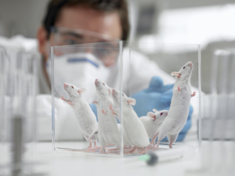 Scientist watching mice in laboratory