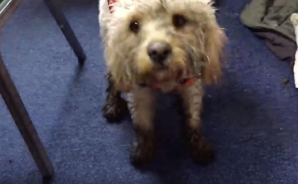 The dog was a little wet, cold and tired after spending two days in the mountains. Source: Facebook/ Maritime and Coastguard Agency