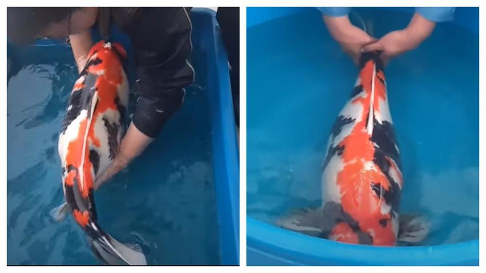 日本錦鯉「半年內80⮕86cm」穩定成長中！1.6萬網瘋看：這貨混到鯨魚？