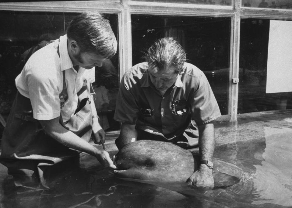 Narwhal being fed in New York Aquarium in 1969.