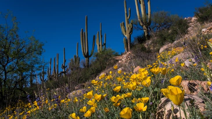 <span class="article__caption">Mexican poppies line the desert hills below saguaro cactus, Catalina State Park, Arizona.</span> (Photo: Mark Newman/Getty)