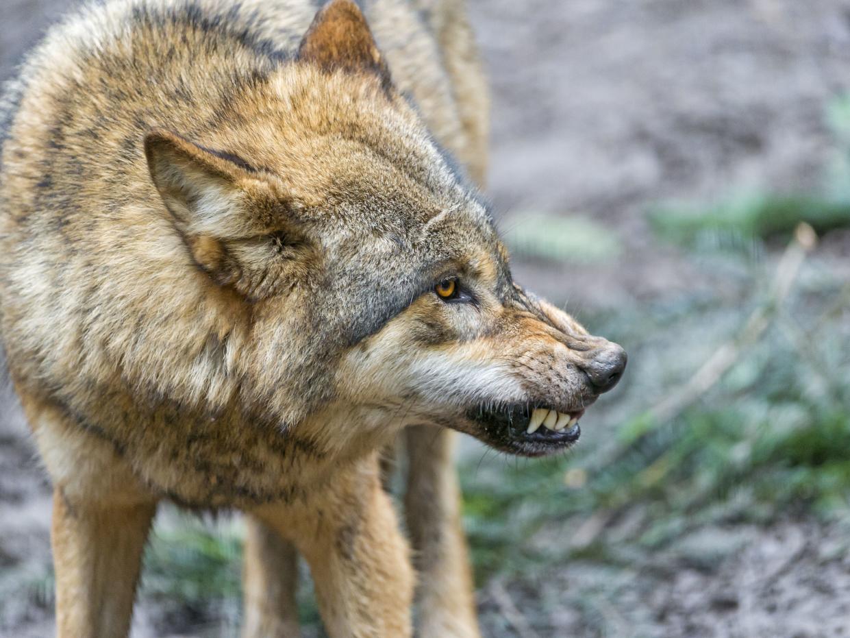 Wolf showing teeth